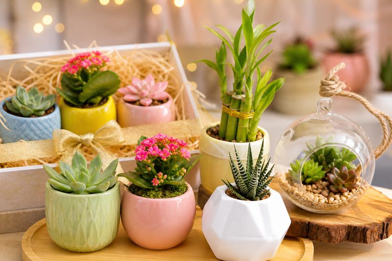 Gift plants, succulents and a glass terrarium