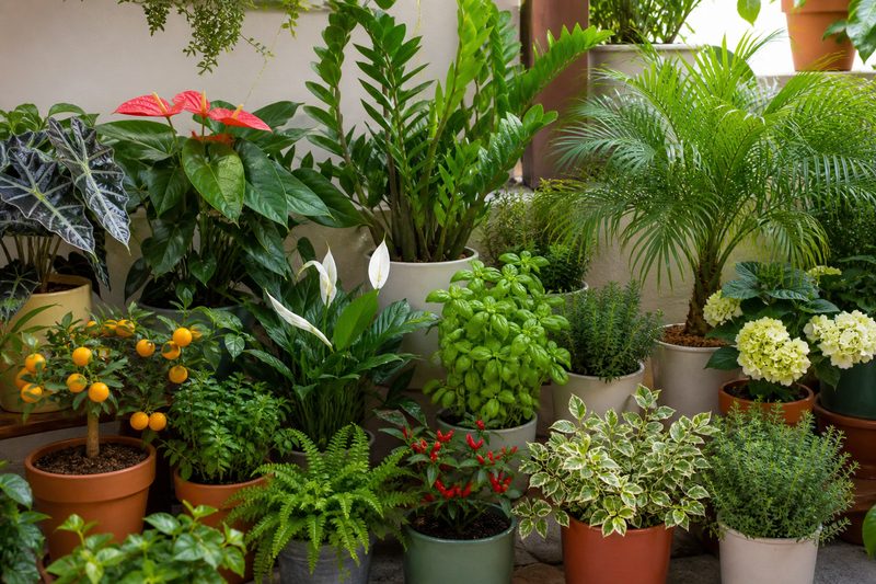 Indoor and outdoor potted plants